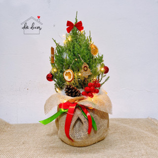 Cây Sơn Tùng Giáng sinh size nhỏ để bàn tặng quà cực xinh ship 1h tặng thiệp