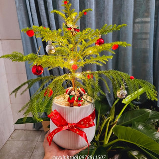 Tùng bồng lai xương cá
