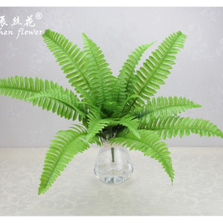 Cây dương xỉ giả, cây dương xỉ Ba Tư tán rộng phù hợp decor nội thất và ngoại thất sân vườn