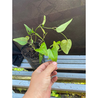 cây giống sương sâm ( hàng giâm cành rễ ổn định, cây mini)