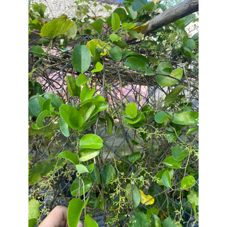 cây giống sương sâm ( hàng giâm cành rễ ổn định, cây mini)