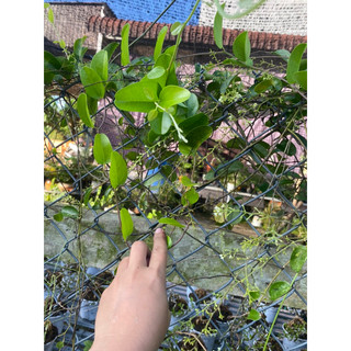 cây giống sương sâm ( hàng giâm cành rễ ổn định, cây mini)