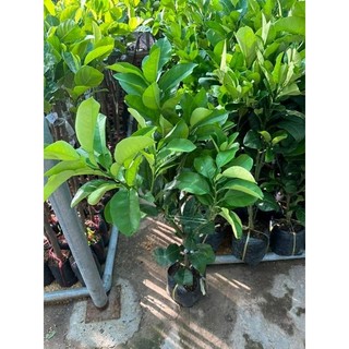 Cây 🌲 Bưởi da đỏ...ruột đỏ...