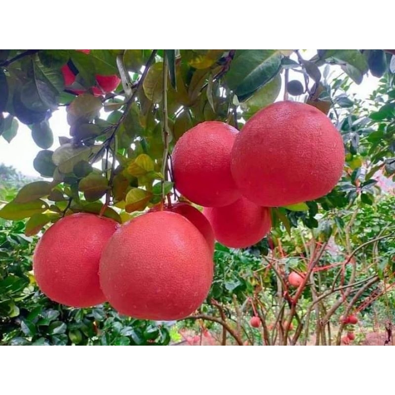 Cây 🌲 Bưởi da đỏ...ruột đỏ...