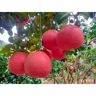 Bưởi da đỏ...ruột đỏ...