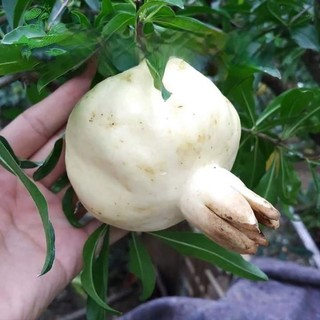 Lựu Thái Bạch trái to ...ngọt