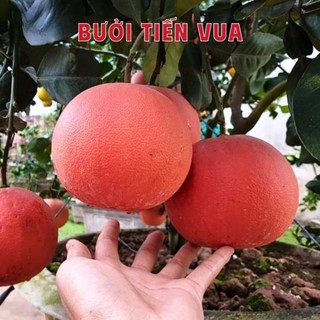 Cây 🌲 Bưởi da đỏ...ruột đỏ...