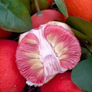 Cây 🌲 Bưởi da đỏ...ruột đỏ...