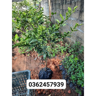 Cây chanh tứ quý trưởng thành cao 70-80cm.