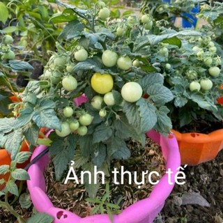 30 Hạt giống cà chua siêu lùn Miro siêu trái F1_ Chuẩn như ảnh