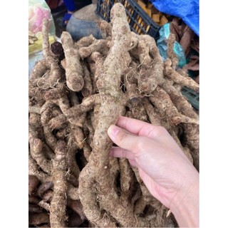 tứn  khửn tươi