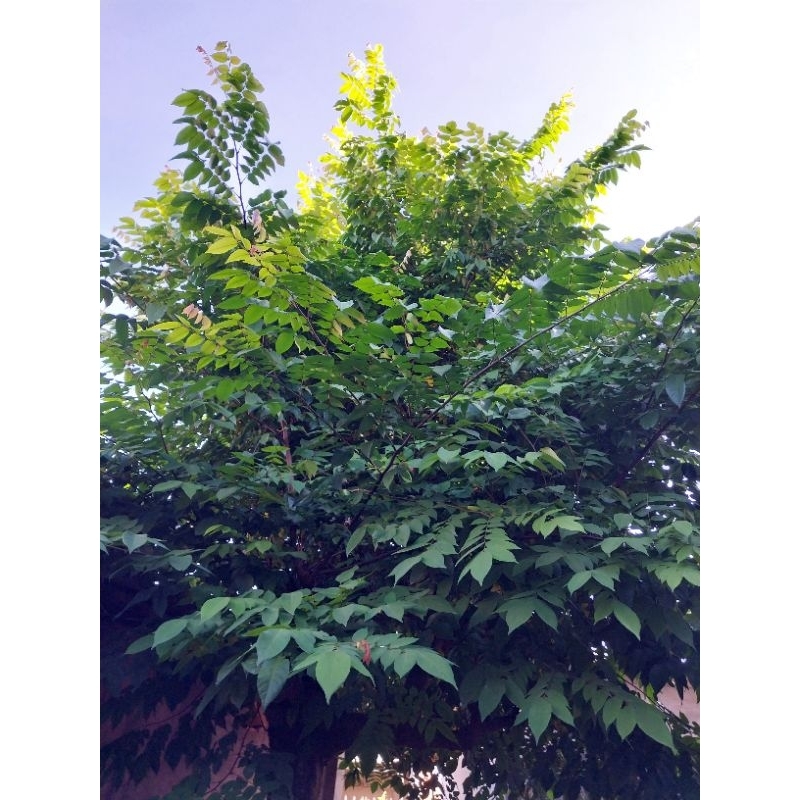 Lá khế tươi 1kg