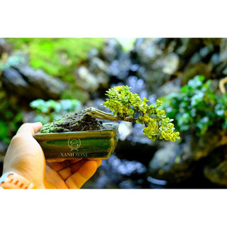 bonsai mini, bon sai mini, chậu bonsai mini