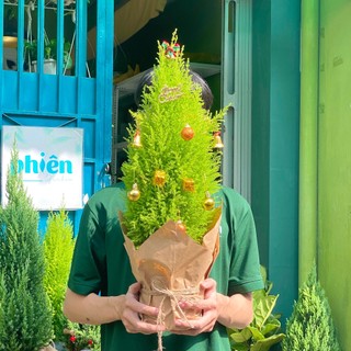 Cây Tùng Thơm, Tùng Hương trang trí Noel Xinh Xắn