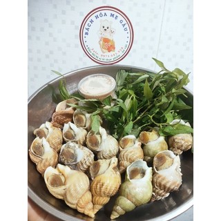 Ốc Bulot Pháp.Khay 500gram. Tặng kèm muối sữa chấm hải sản. Ốc Bulot nhập khẩu. Ship liền HCM.