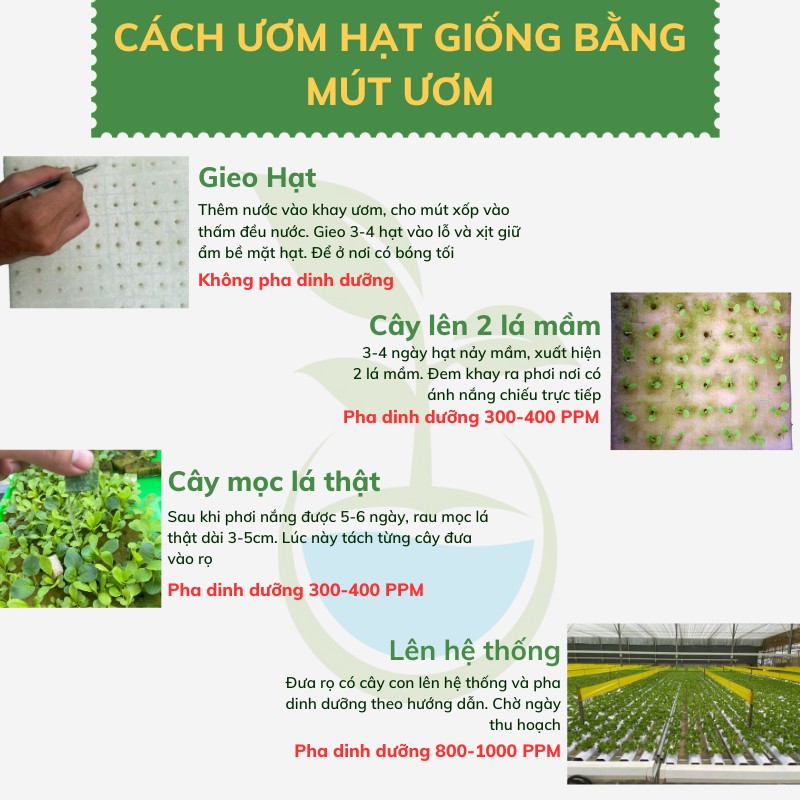 Mút ươm hạt giống trồng cây cao cấp gồm 110 viên