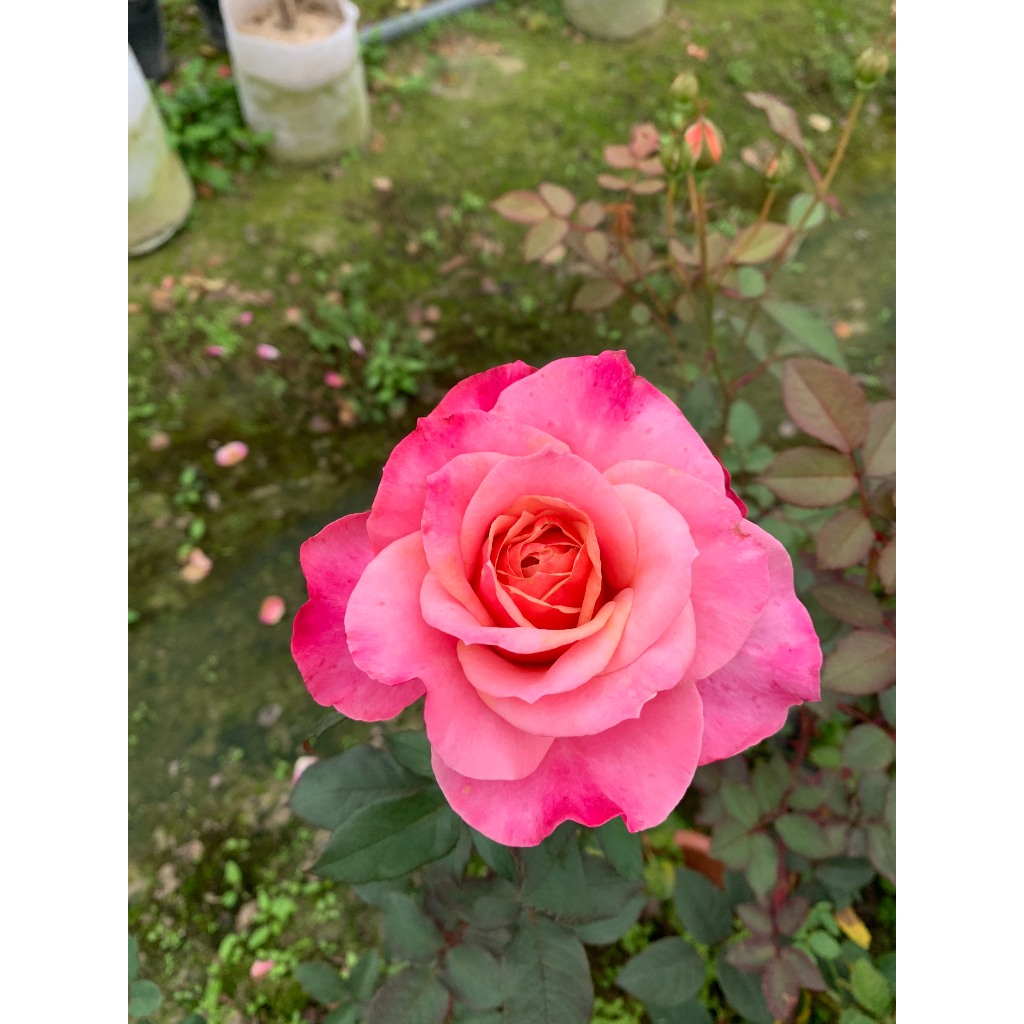 Hoa hồng Nhật Miyabi dáng tree và bụi