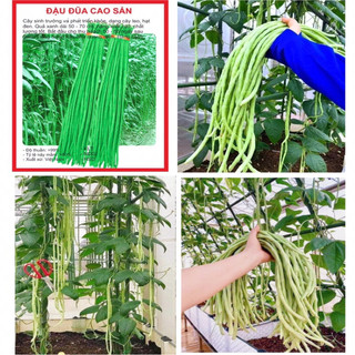 Hạt giống Đậu Đũa 20Gram