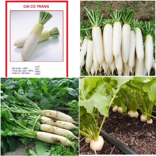 Hạt Giống Củ Cải Trắng (Ngọt) 20gr