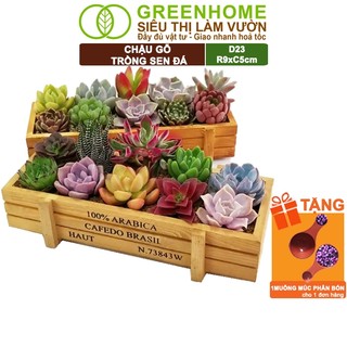 Chậu Gỗ Trồng Sen Đá Greenhome, Cafedo, D23xr9xc5cm, Trang Trí Cây Cảnh Để Bàn, Xương Rồng
