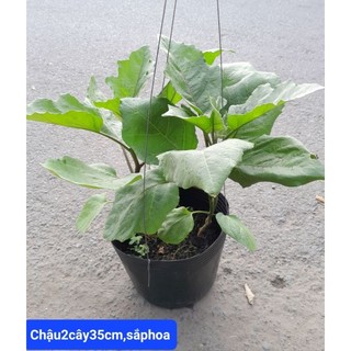 (Quận 8 - GIAO 1-3H) Cây CÀ TÍM.
