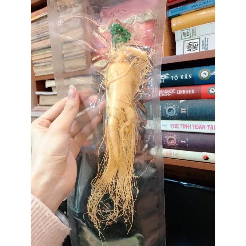 Sâm tươi, hầm gà, ngâm lẩu big size