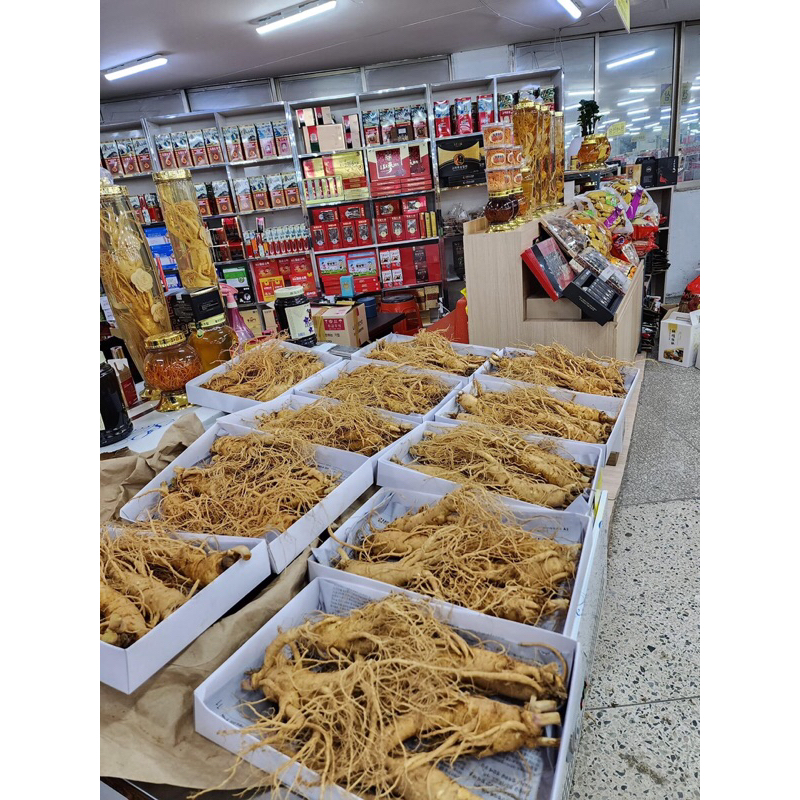 Sâm tươi, hầm gà, ngâm lẩu big size