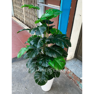 Cây giả decor - cây trầu bà lá xẻ cao 120cm gồm 36 lá nên chậu sẵn