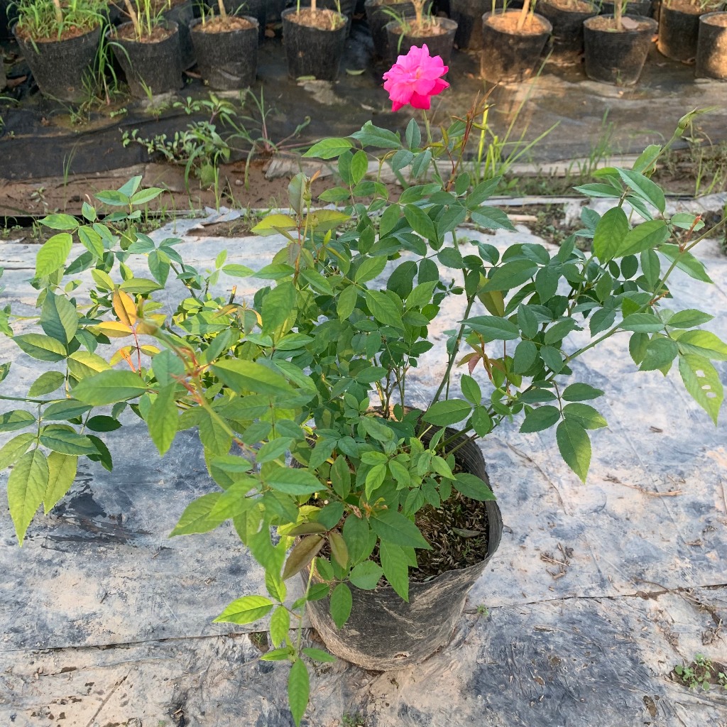 Cây hoa hồng Quế cổ màu hồng, cây nguyên bản cao 50-60cm chống chịu sâu bênh nắng nóng