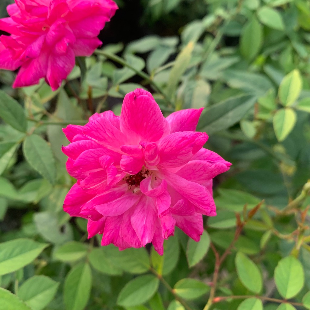 Cây hoa hồng Quế cổ màu hồng, cây nguyên bản cao 50-60cm chống chịu sâu bênh nắng nóng