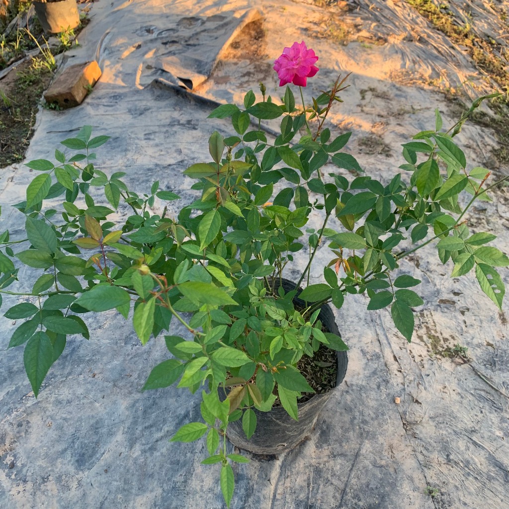 Cây hoa hồng Quế cổ màu hồng, cây nguyên bản cao 50-60cm chống chịu sâu bênh nắng nóng