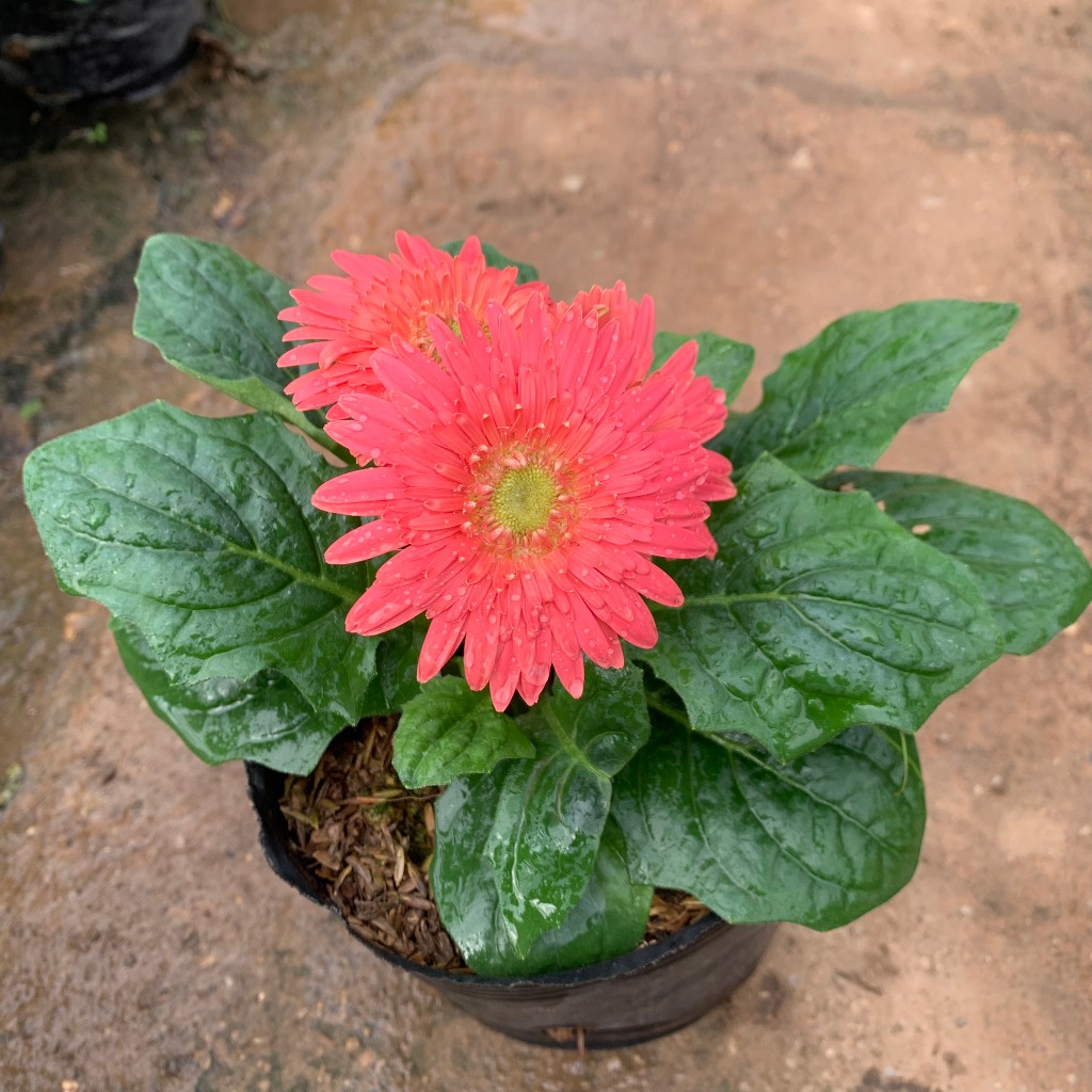 Cây hoa đồng tiền lùn siêu hoa nhiều màu sắc khác nhau