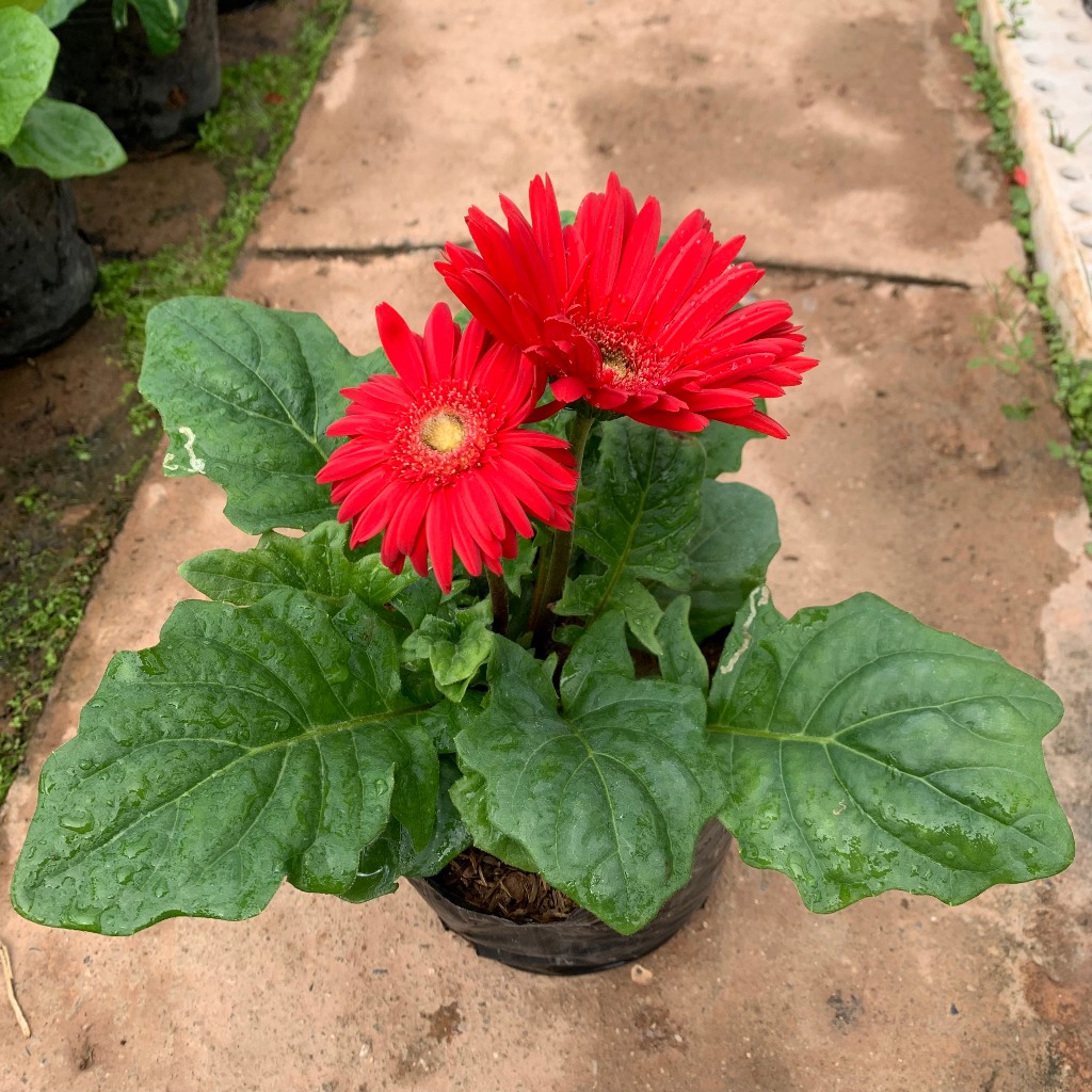 Cây hoa đồng tiền lùn siêu hoa nhiều màu sắc khác nhau