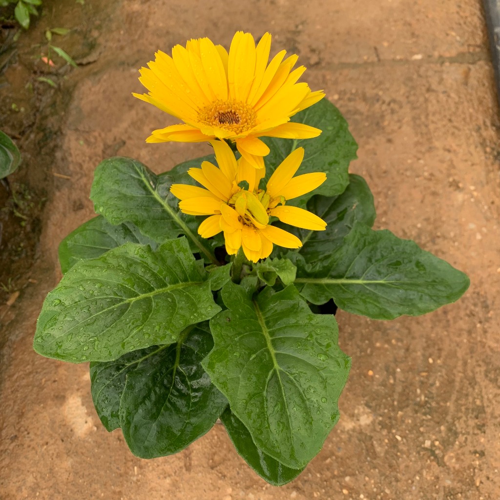 Cây hoa đồng tiền lùn siêu hoa nhiều màu sắc khác nhau