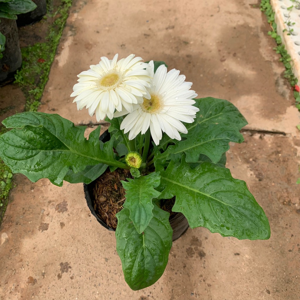 Cây hoa đồng tiền lùn siêu hoa nhiều màu sắc khác nhau