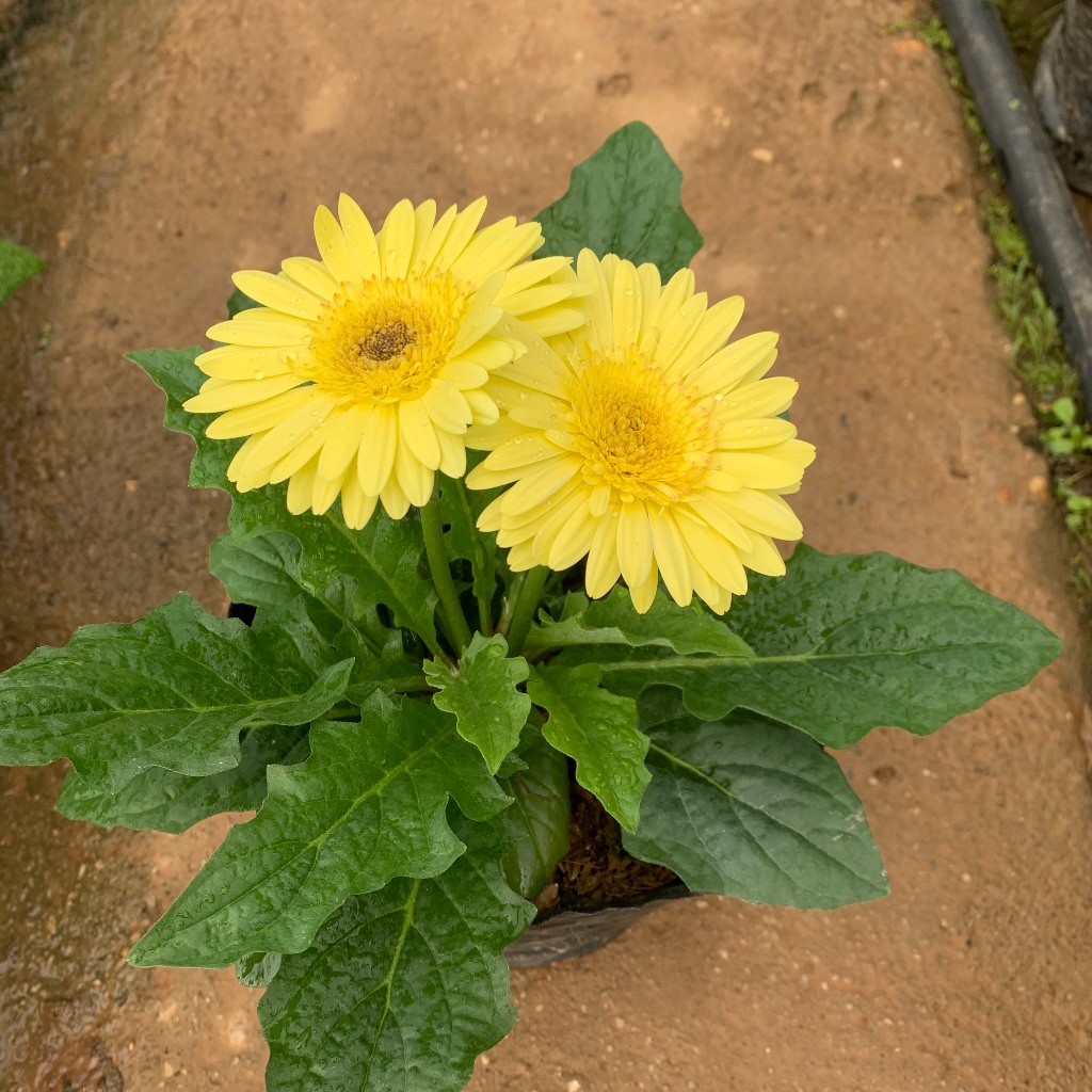 Cây hoa đồng tiền lùn siêu hoa nhiều màu sắc khác nhau