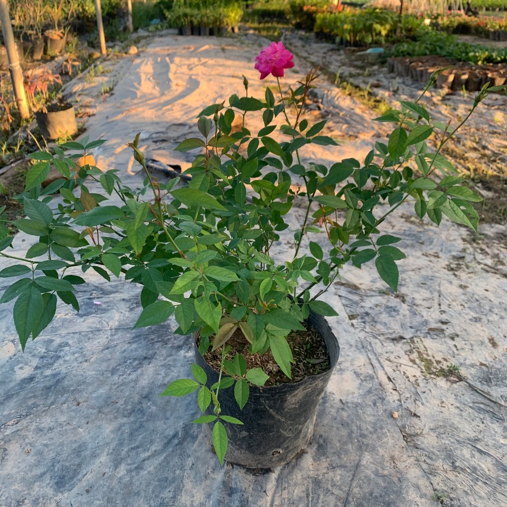 Cây hoa hồng Quế cổ màu hồng, cây nguyên bản cao 50-60cm chống chịu sâu bênh nắng nóng