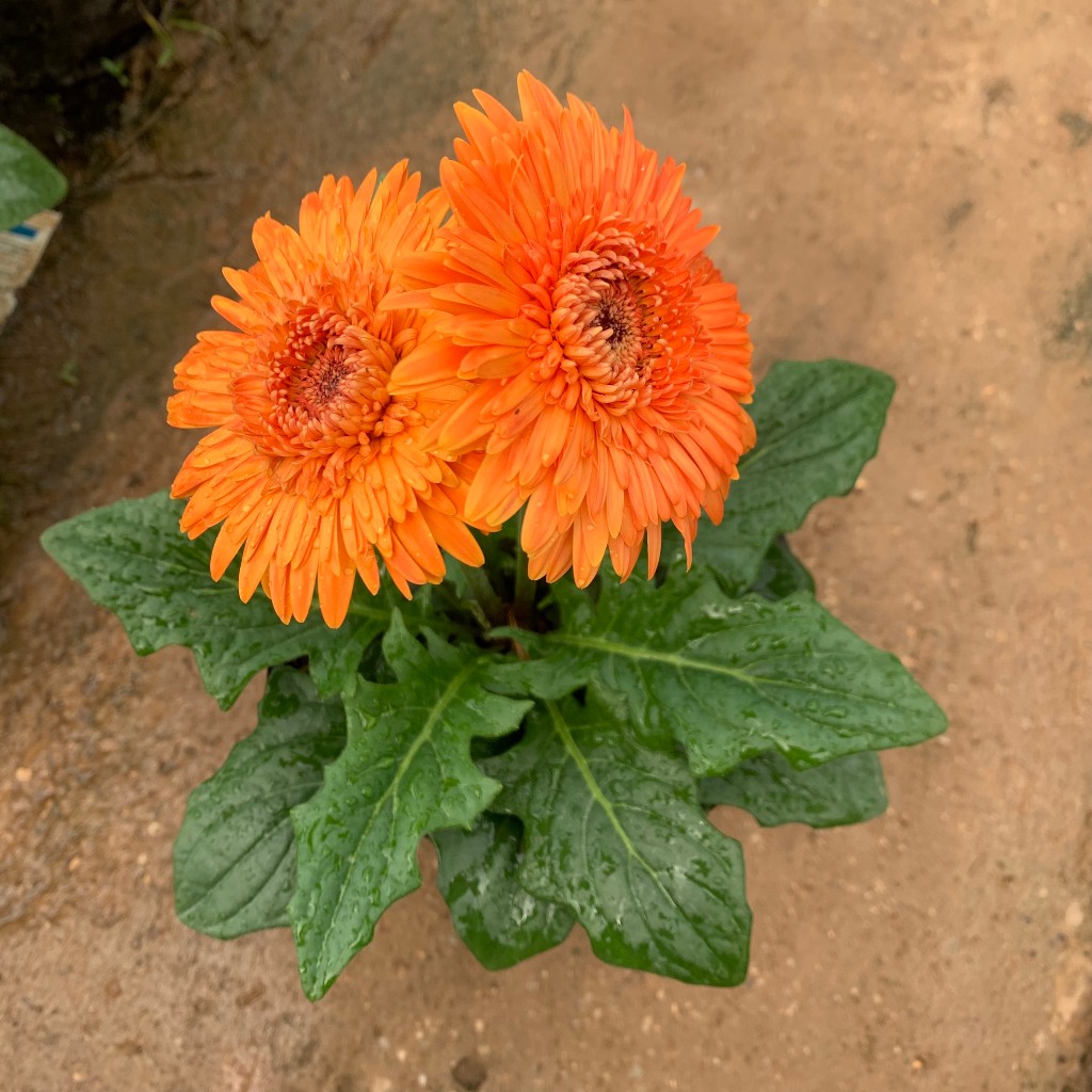 Cây hoa đồng tiền lùn siêu hoa nhiều màu sắc khác nhau