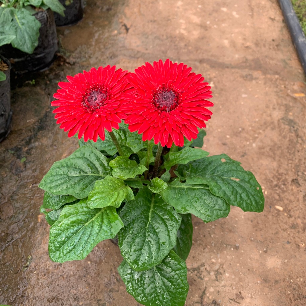 Cây hoa đồng tiền lùn siêu hoa nhiều màu sắc khác nhau