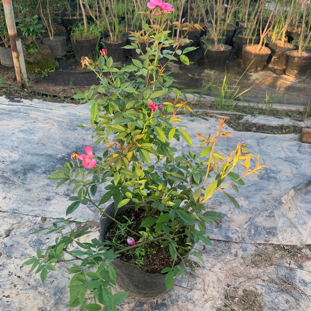 Cây hoa hồng Quế cổ màu hồng, cây nguyên bản cao 50-60cm chống chịu sâu bênh nắng nóng