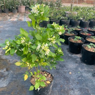 Cây nguyệt quế siêu hoa cao 40-50cm hoa cực thơm mát giúp thư giãn