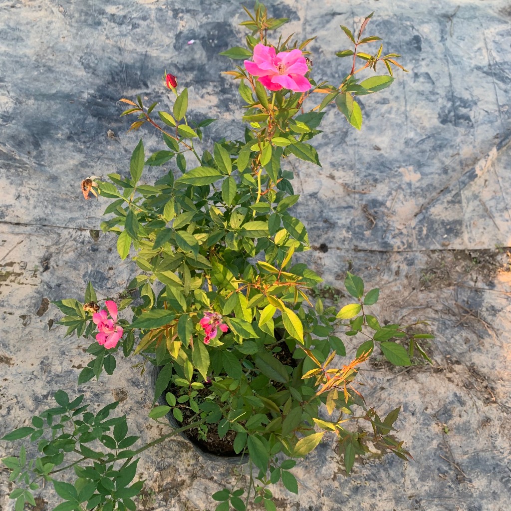 Cây hoa hồng Quế cổ màu hồng, cây nguyên bản cao 50-60cm chống chịu sâu bênh nắng nóng