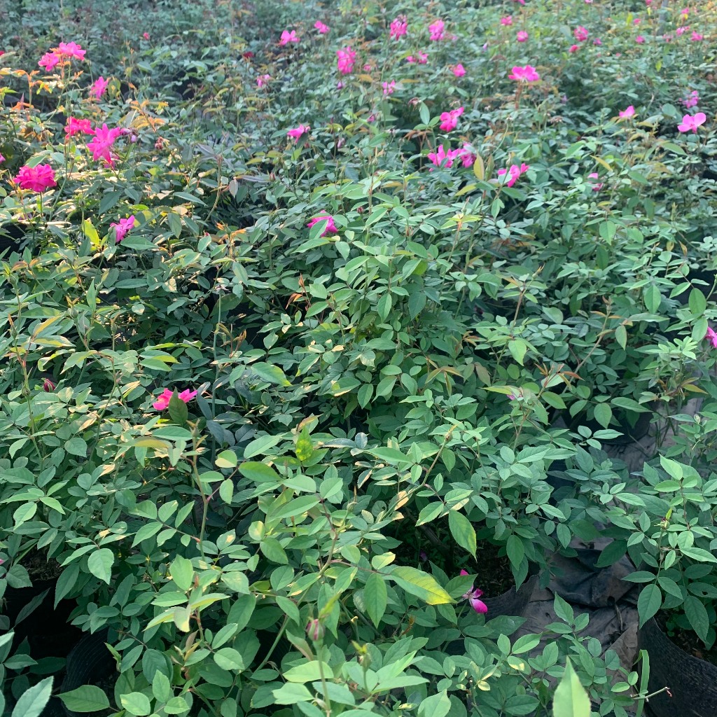 Cây hoa hồng Quế cổ màu hồng, cây nguyên bản cao 50-60cm chống chịu sâu bênh nắng nóng