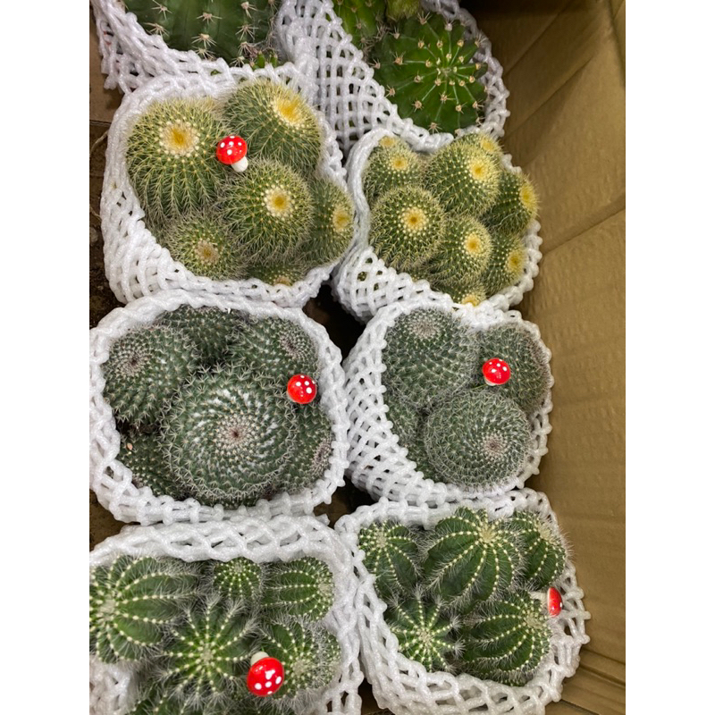 Xương rồng bụi nhiều mẫu  kèm chậu