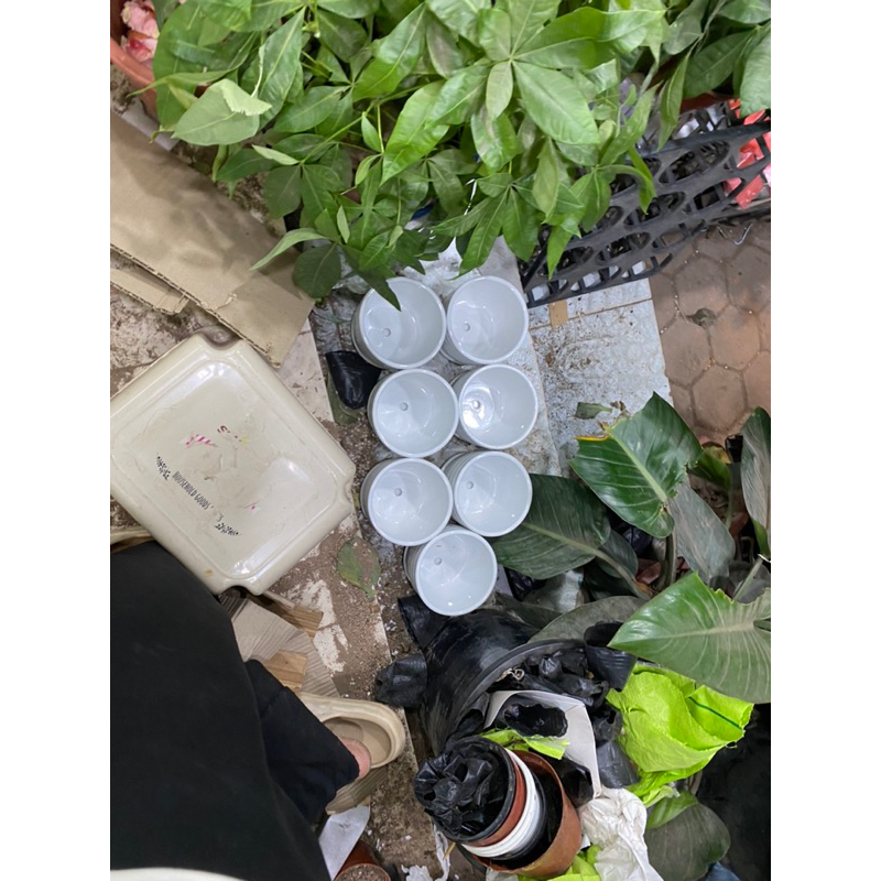 Xương rồng bụi nhiều mẫu  kèm chậu