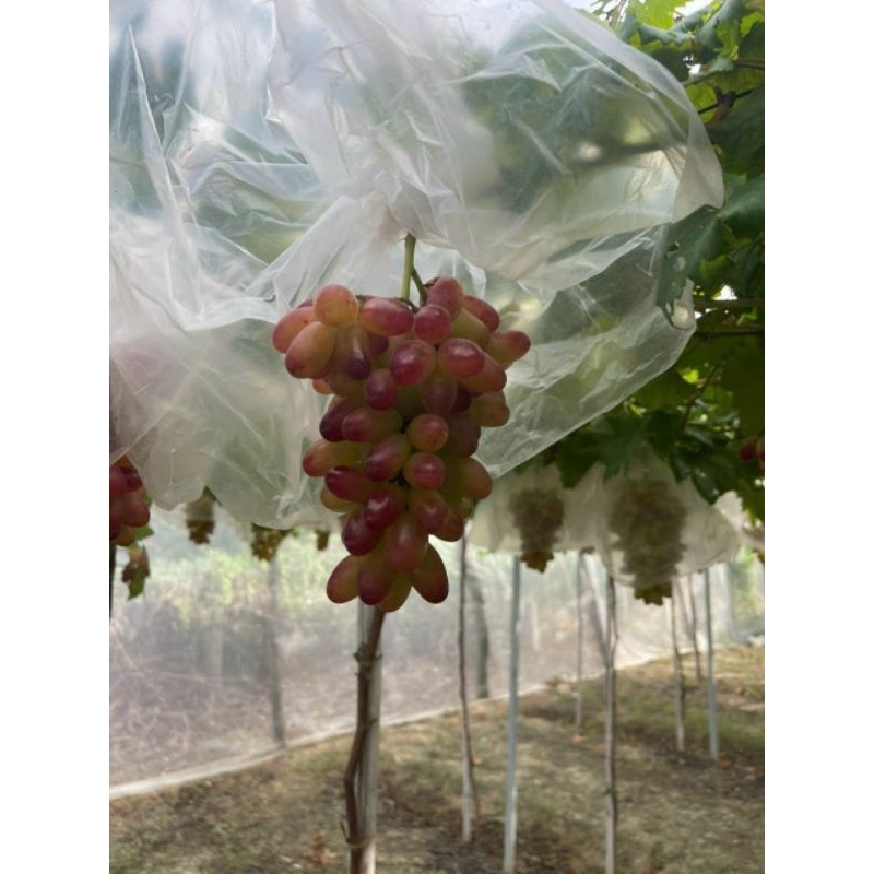 NHO HỒNG MÓNG TAY - ĐẶC SẢN NINH THUẬN - TÚI 1 KG