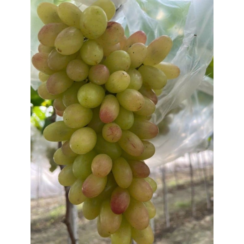 NHO HỒNG MÓNG TAY - ĐẶC SẢN NINH THUẬN - TÚI 1 KG