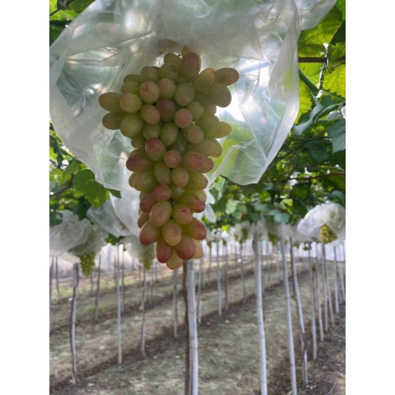 NHO HỒNG MÓNG TAY - ĐẶC SẢN NINH THUẬN - TÚI 1 KG