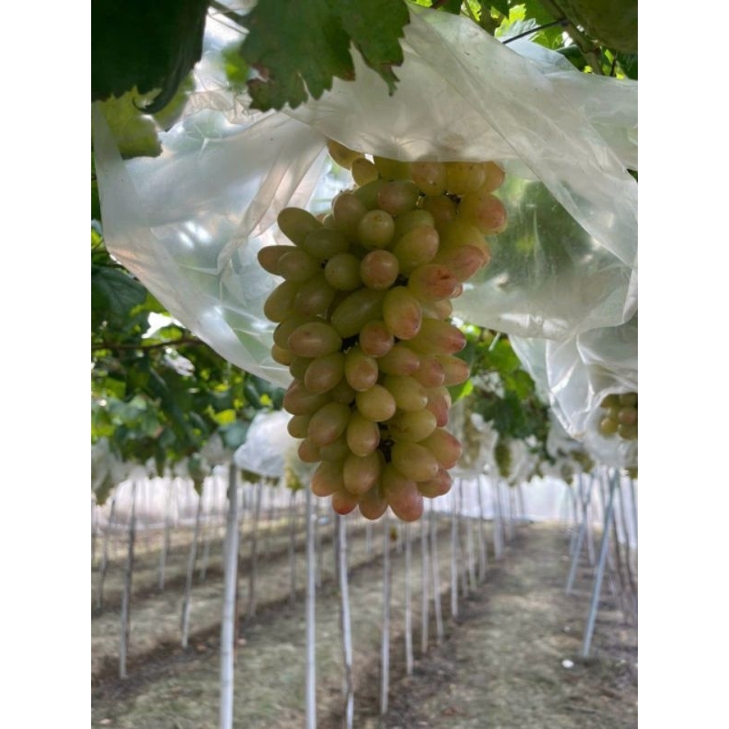 NHO HỒNG MÓNG TAY - ĐẶC SẢN NINH THUẬN - TÚI 1 KG