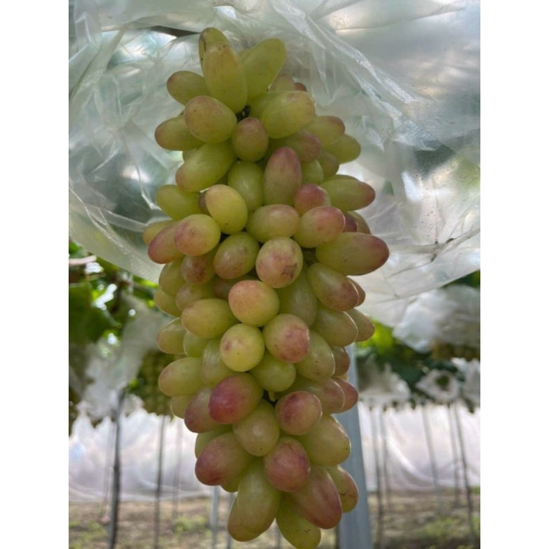 NHO HỒNG MÓNG TAY - ĐẶC SẢN NINH THUẬN - TÚI 1 KG